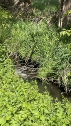 Am Schönitzbächlein gab es etwas nasse Füße.